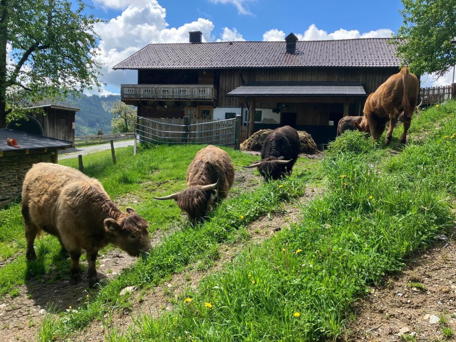 Landhaus Hochkoenig Mühlbach am Hochkönig Kültér fotó